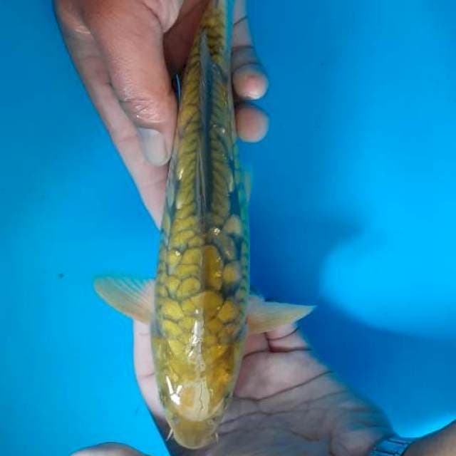Sisik gajah