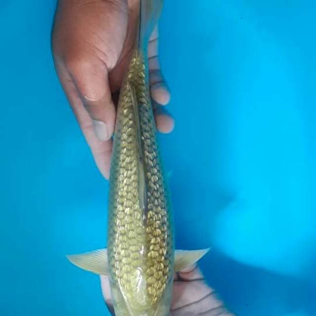 Sewarna ginrin