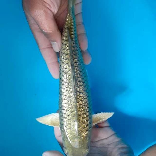 Sora ginrind