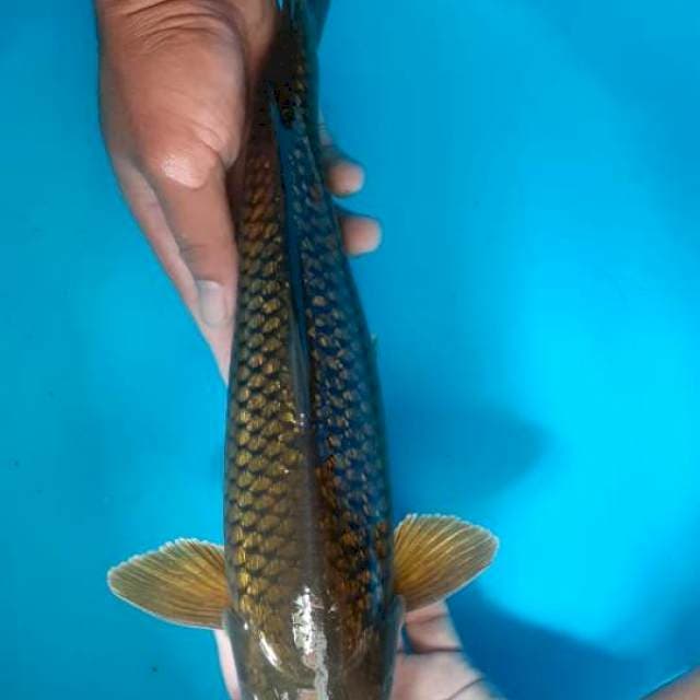 Chagoi