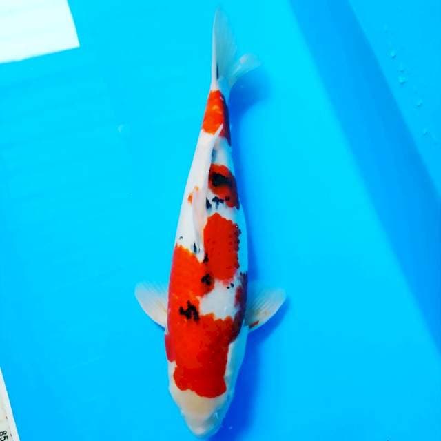 Sanke Bulky ..35 cm