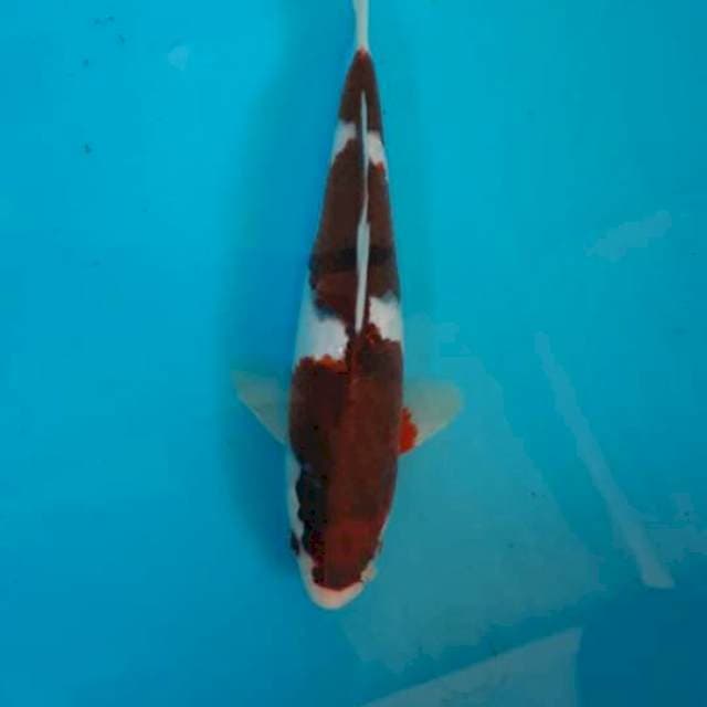 Budo goromo