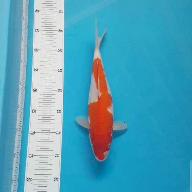 INAZUMA KOHAKU 35 CM