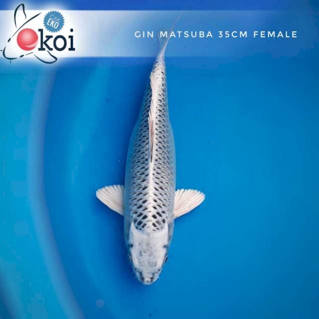 Gin Matsuba 35cm