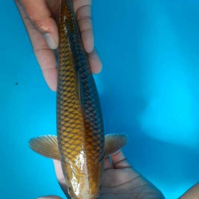 Chagoi