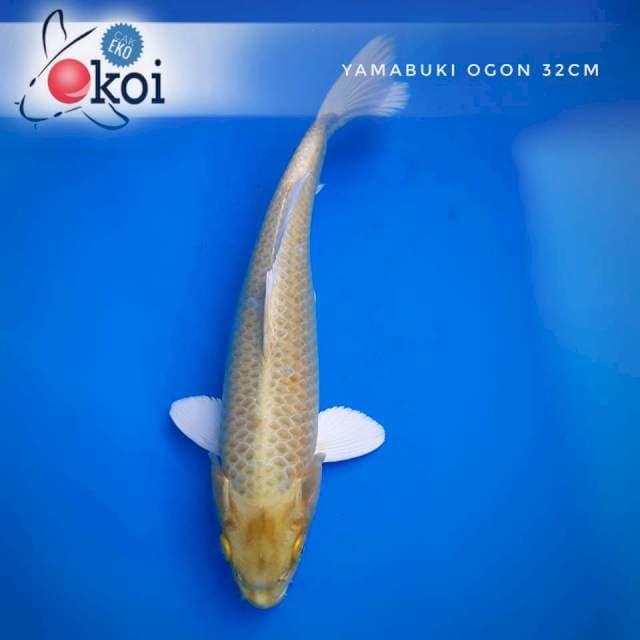 Yamabuki ogon