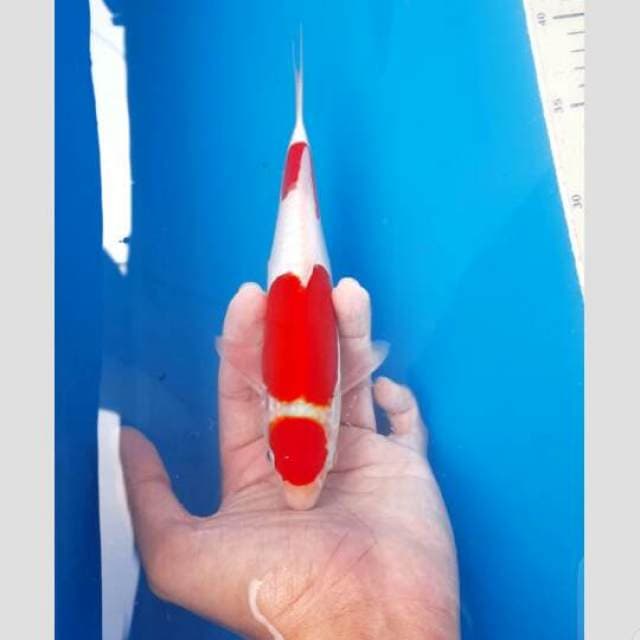 kohaku doit 25cm