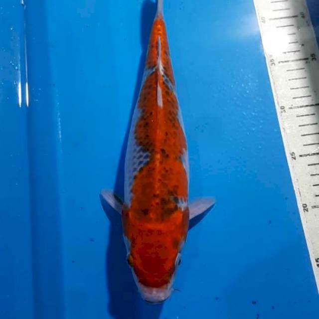 GOSHIKI 34 CM