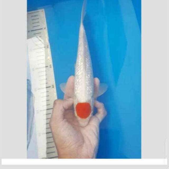 tancho ginrin original (bukan kating) 30cm