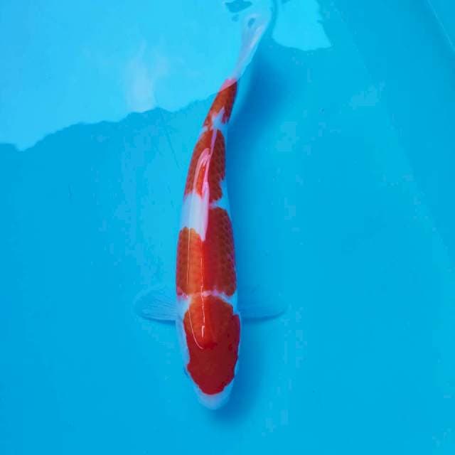 D. Kohaku HQ #30cm