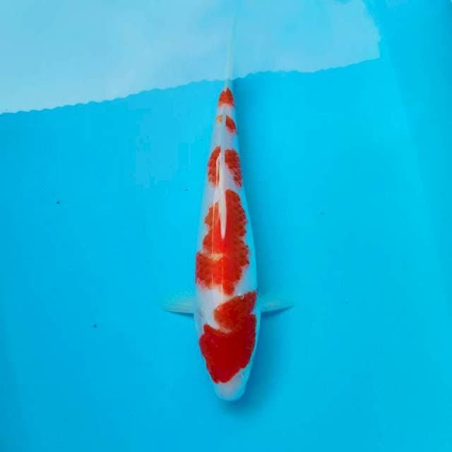 G. Kohaku #34cm