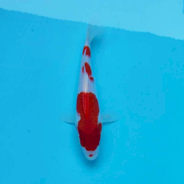 5. Kohaku Centaur || 23 cm