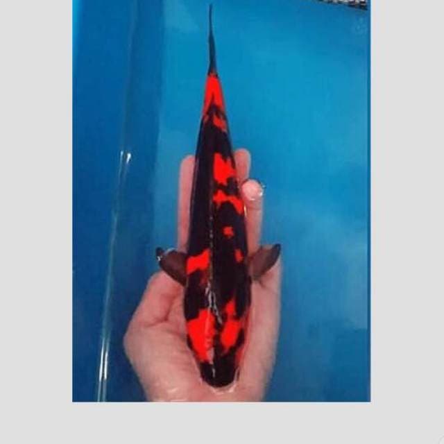 hiu doit super 30cm