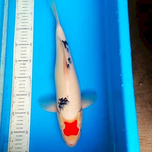 Tancho Sanke 40cm ori