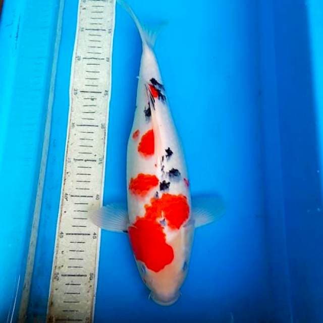 Sanke 40cm
