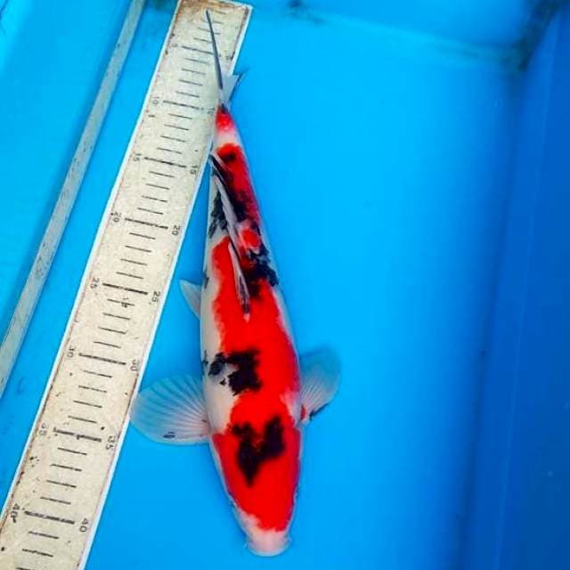 Sanke 35cm
