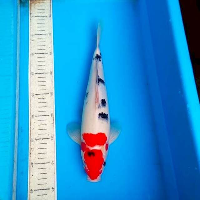 Sanke 35cm