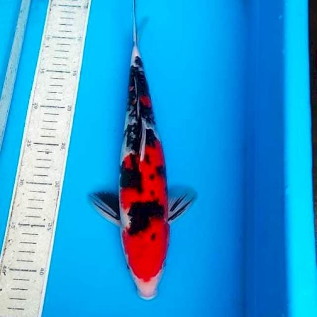 Sanke 36cm strong