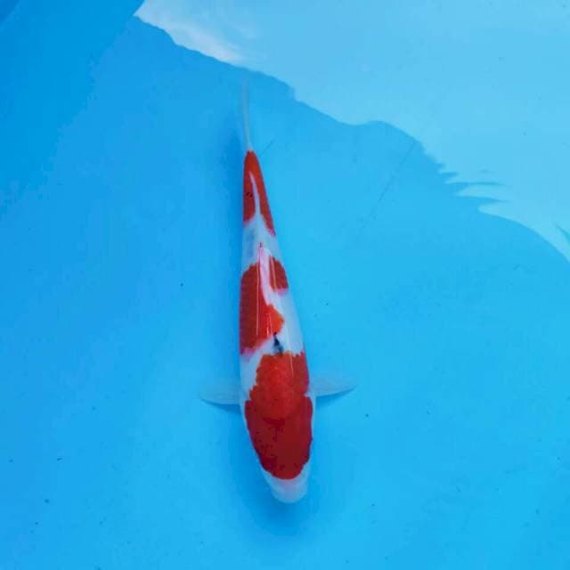 Subosumi sanke tategoi 3 step*30cm