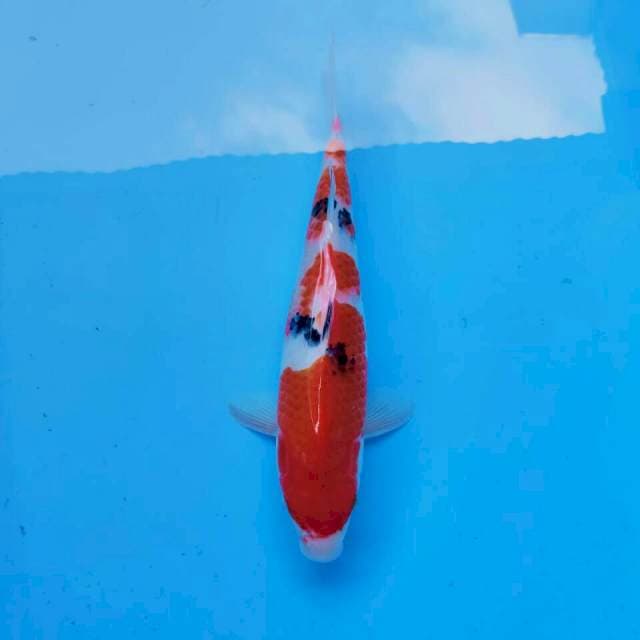 Sanke Ndut*32cm