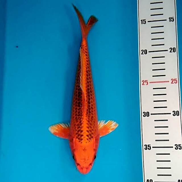 Kin matsuba 25cm