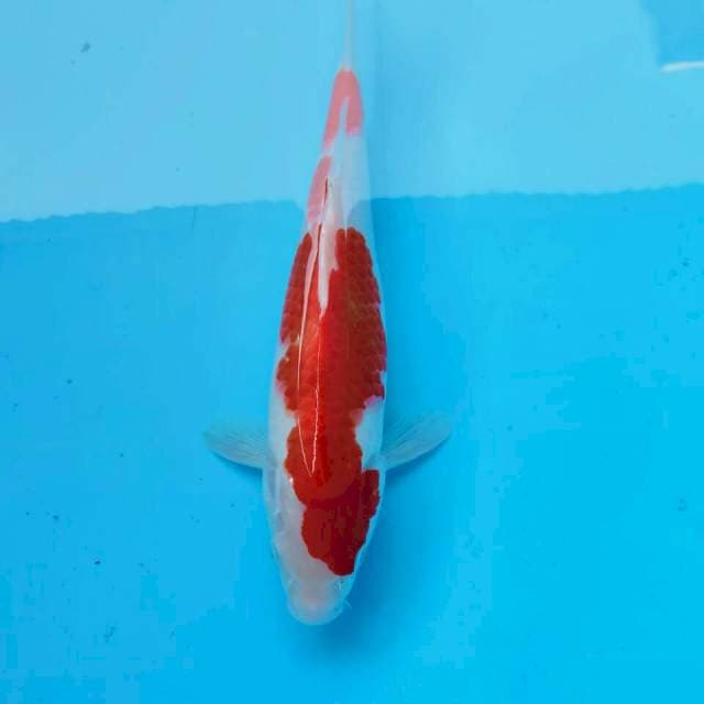 Kohaku red*30cm