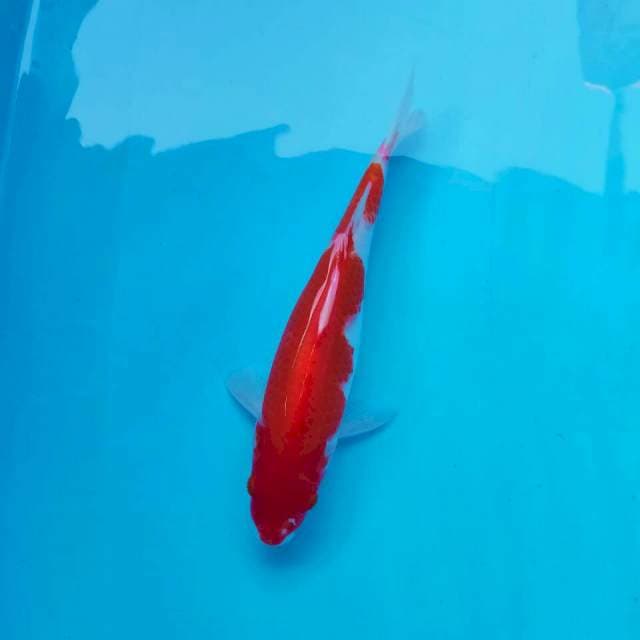 Kohaku*30cm