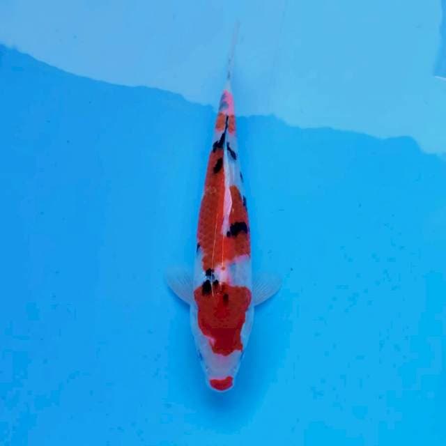 Sanke*28cm kucibeni
