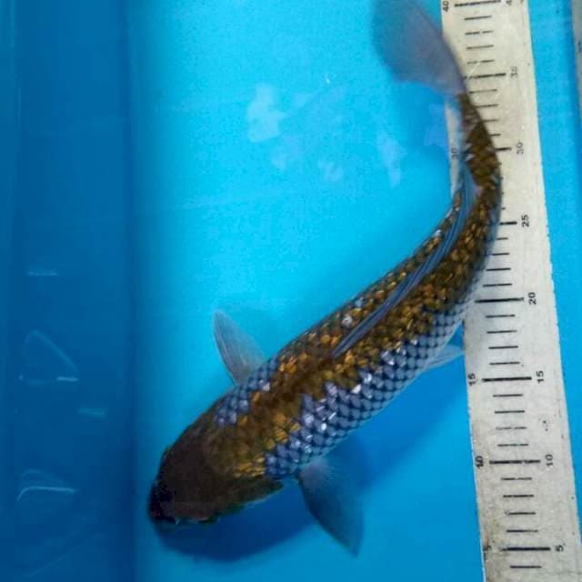 Ochiba 41cm