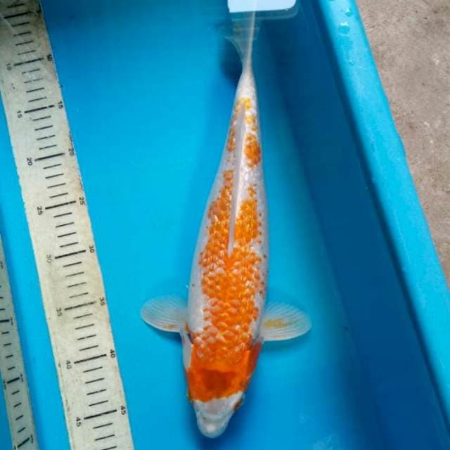 Kingirin kanoko 40cm