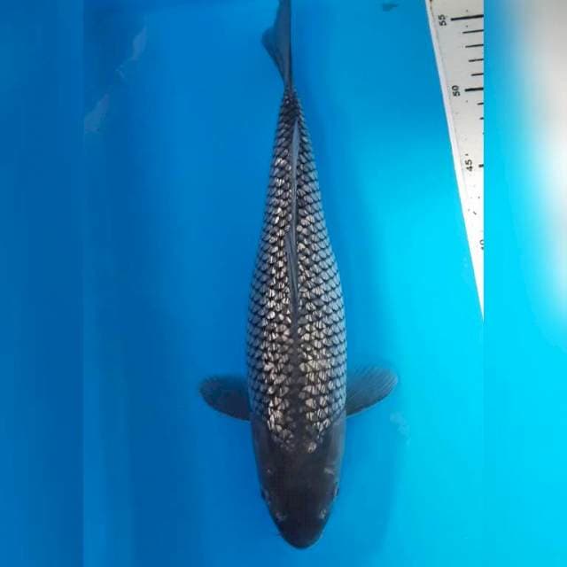 Soragoi ginrin bulky 32 cm female