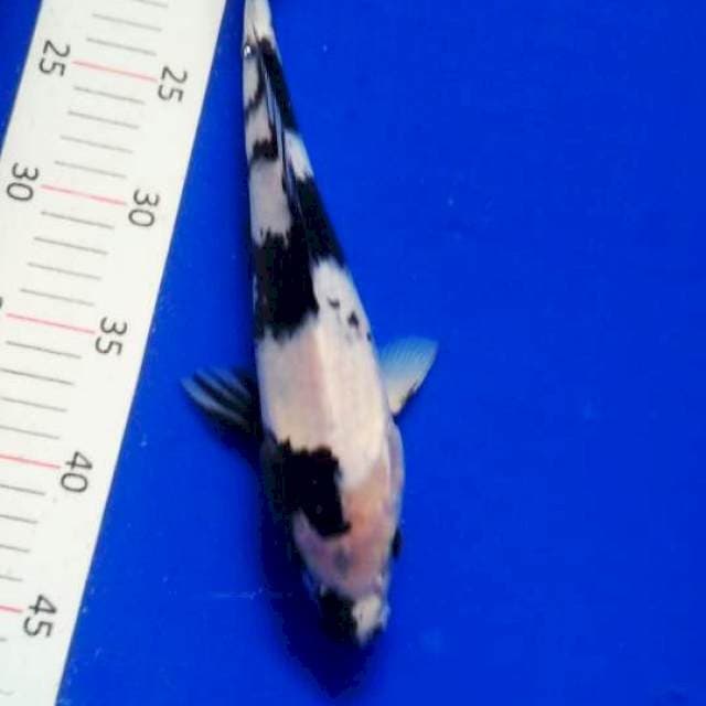 Shiro guk guk, 26 cm