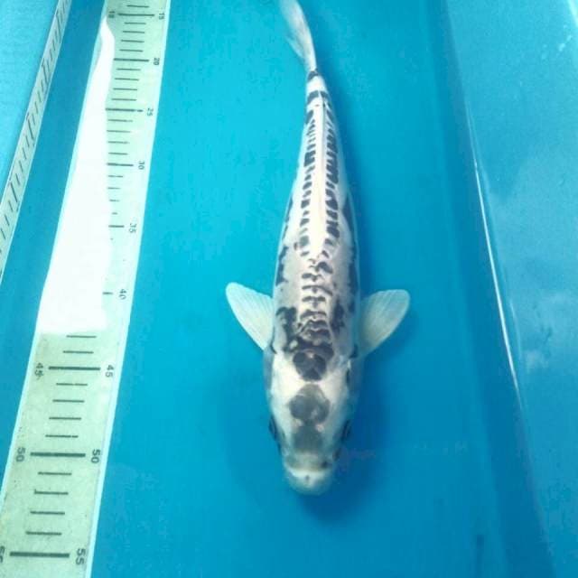 Kikokuryu Antik 37 cm