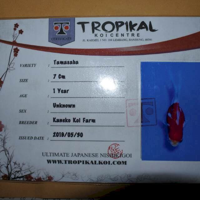 Tamasaba (Kaneko) 7cm. Impor dan sertifikat