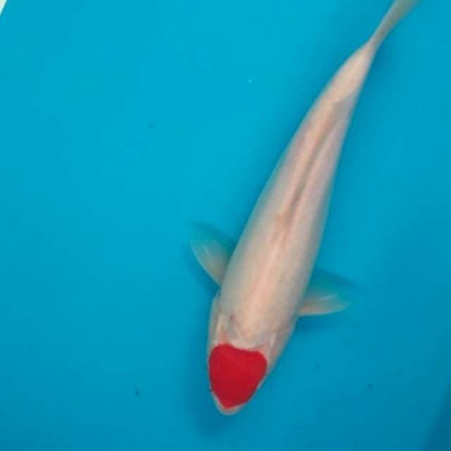 T.Kohaku Bersih