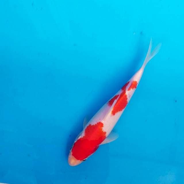 Kuhaku 24 cm, merahnya poll