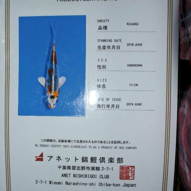 Kujaku (Anet) 13cm. Impor dan Sertifikat