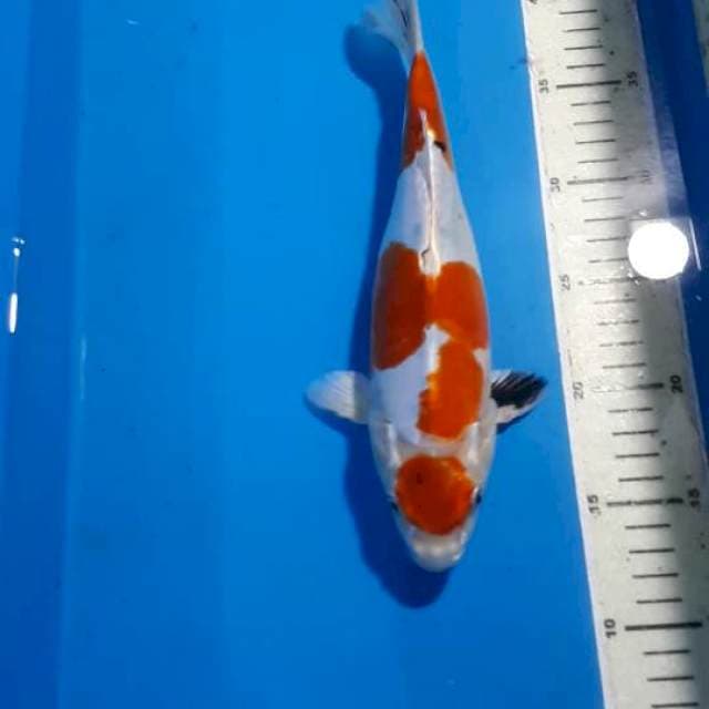 MARUTEN SANKE HIKARI DOITSU BULKY 28 CM