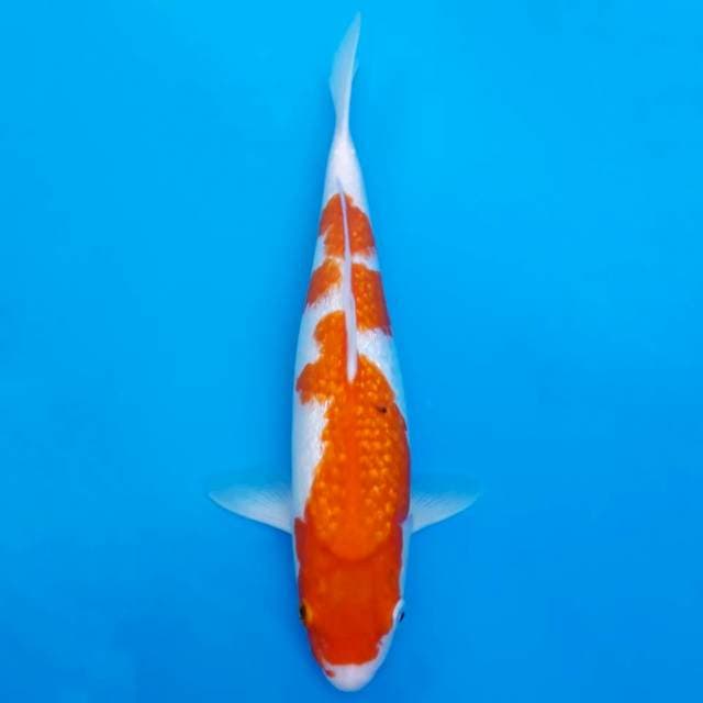 Kohaku full ginrin (ada titik sumi)