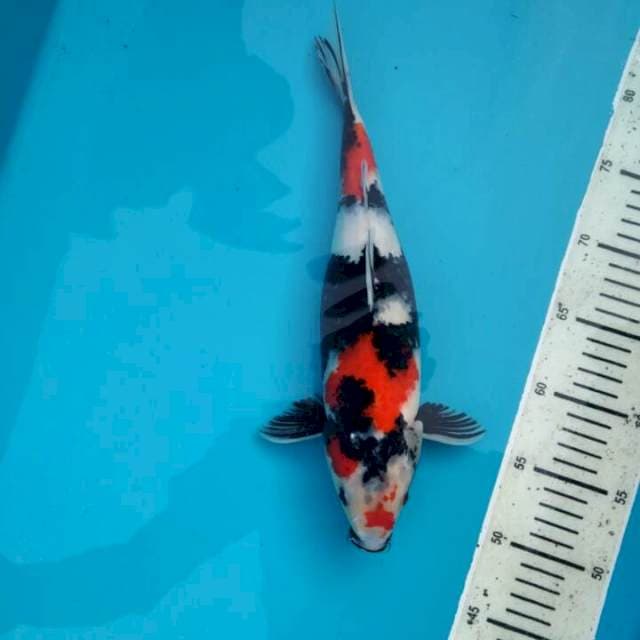 Showa 34cm Female