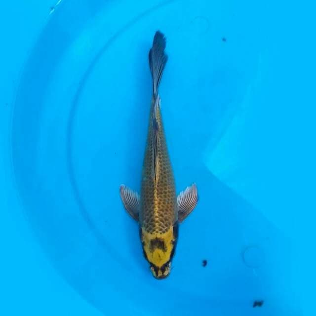 Kinbo Slayer 26cm
