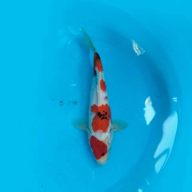Showa 27cm