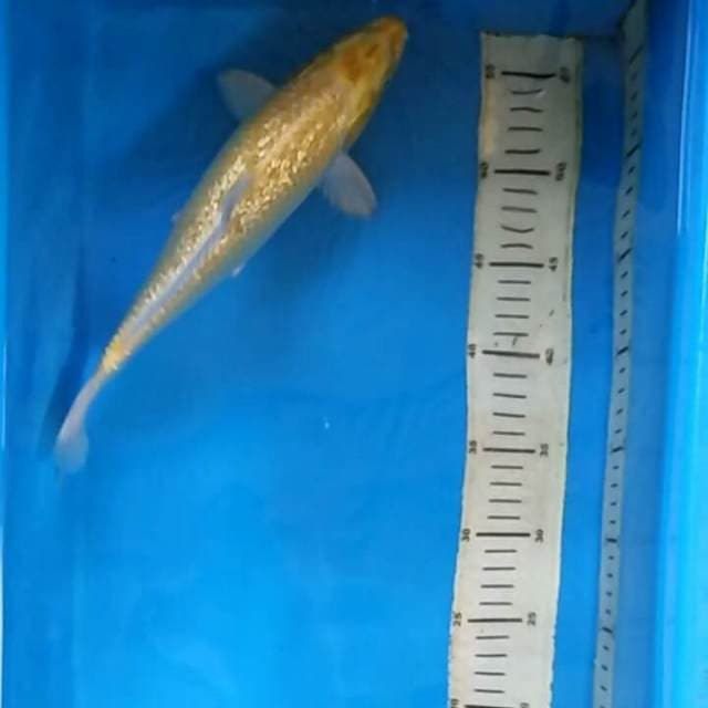 YAMABUKI OGON GINRIN