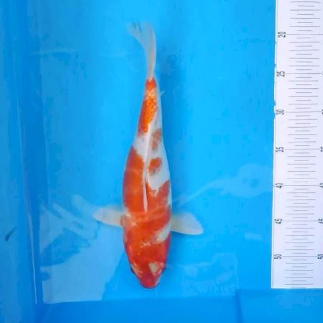 4. Goshiki Ginuk #36cm