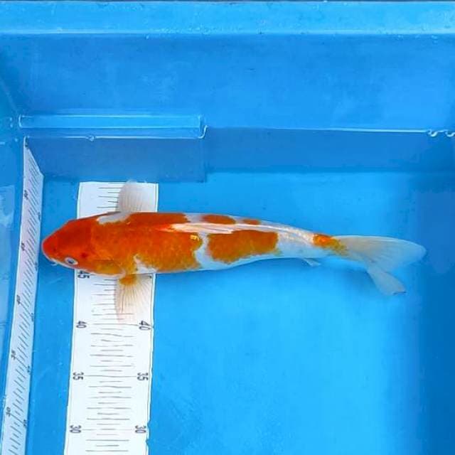 5. Ai goromo spesial #35cm