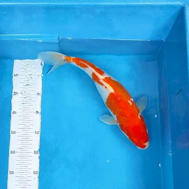 7. Jumbo INAZUMA #36CM