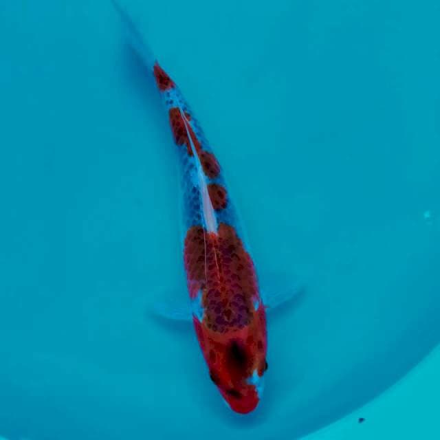 Ghosiki*30cm