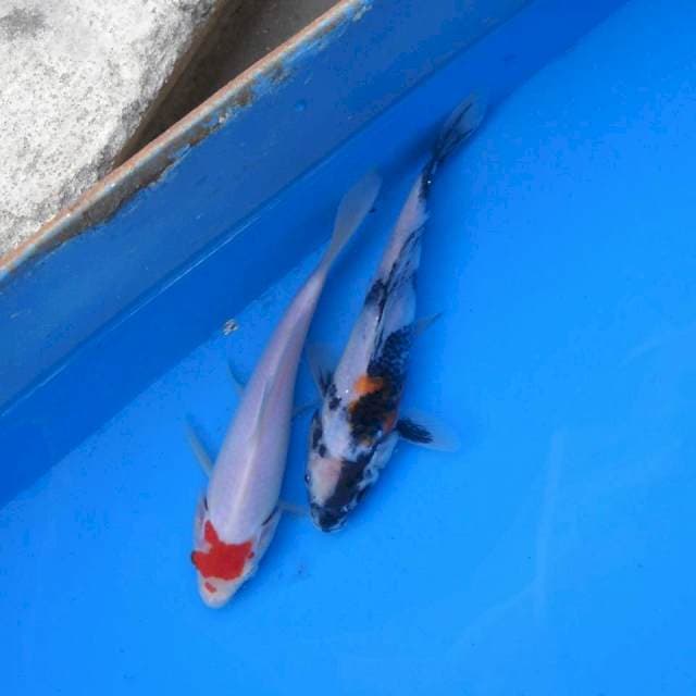 Mix Tancho, Shiro F1