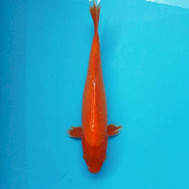 c. Aka Hajiro || 35 cm
