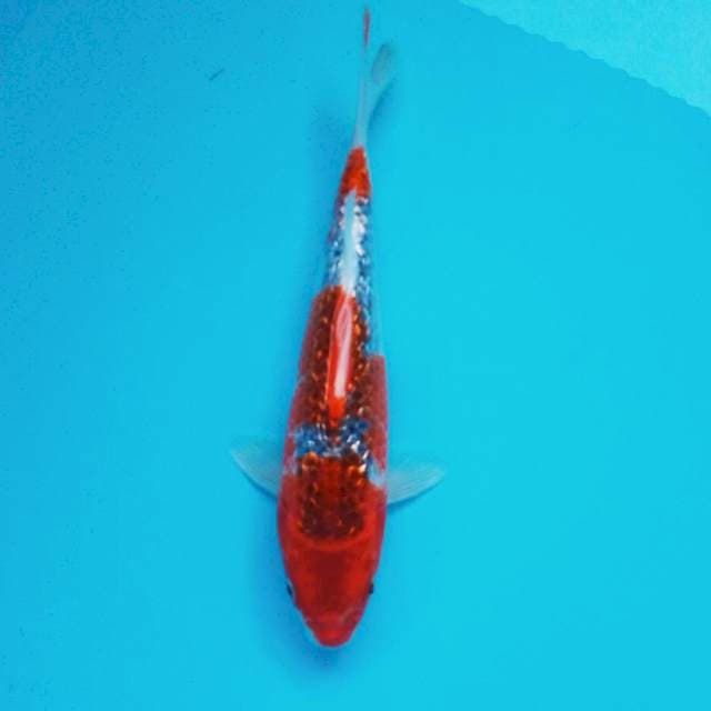 e. Goshiki Ginrin || 26 cm